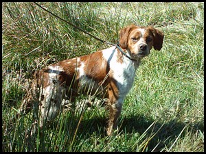 tenor
